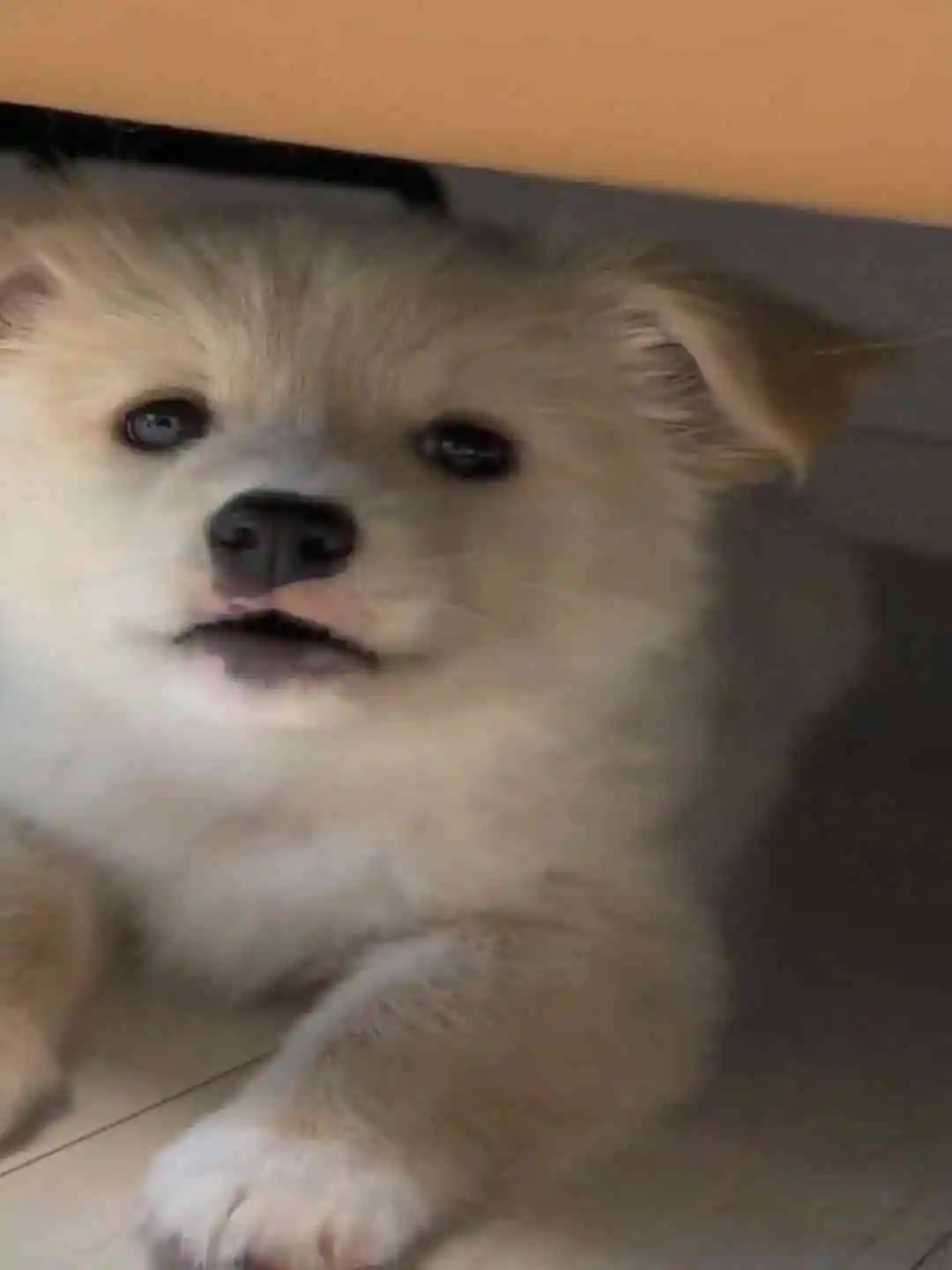 cutie puppy barking 🔥🐕 short drama poster